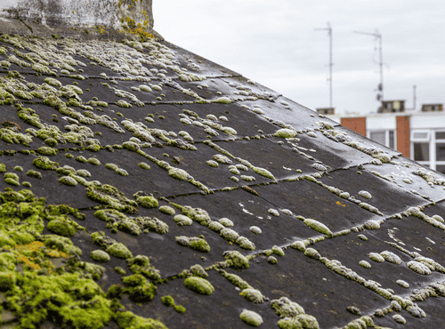 Roof moss and algae